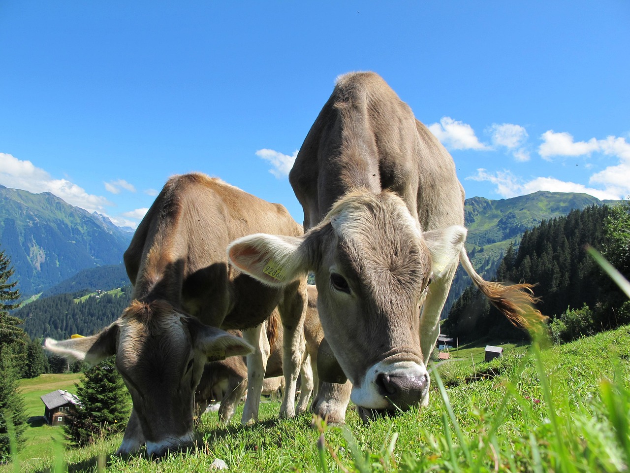 Healthy cows grazing in a lush green pasture illustrating grass-fed dairy standards.
