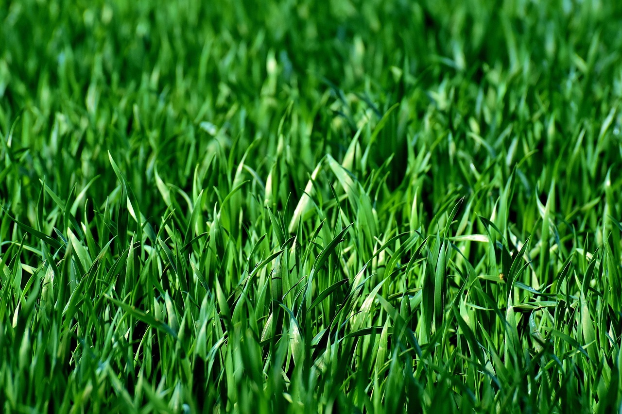 Close up of fresh green peas growing in a field representing plant-based protein sourcing.