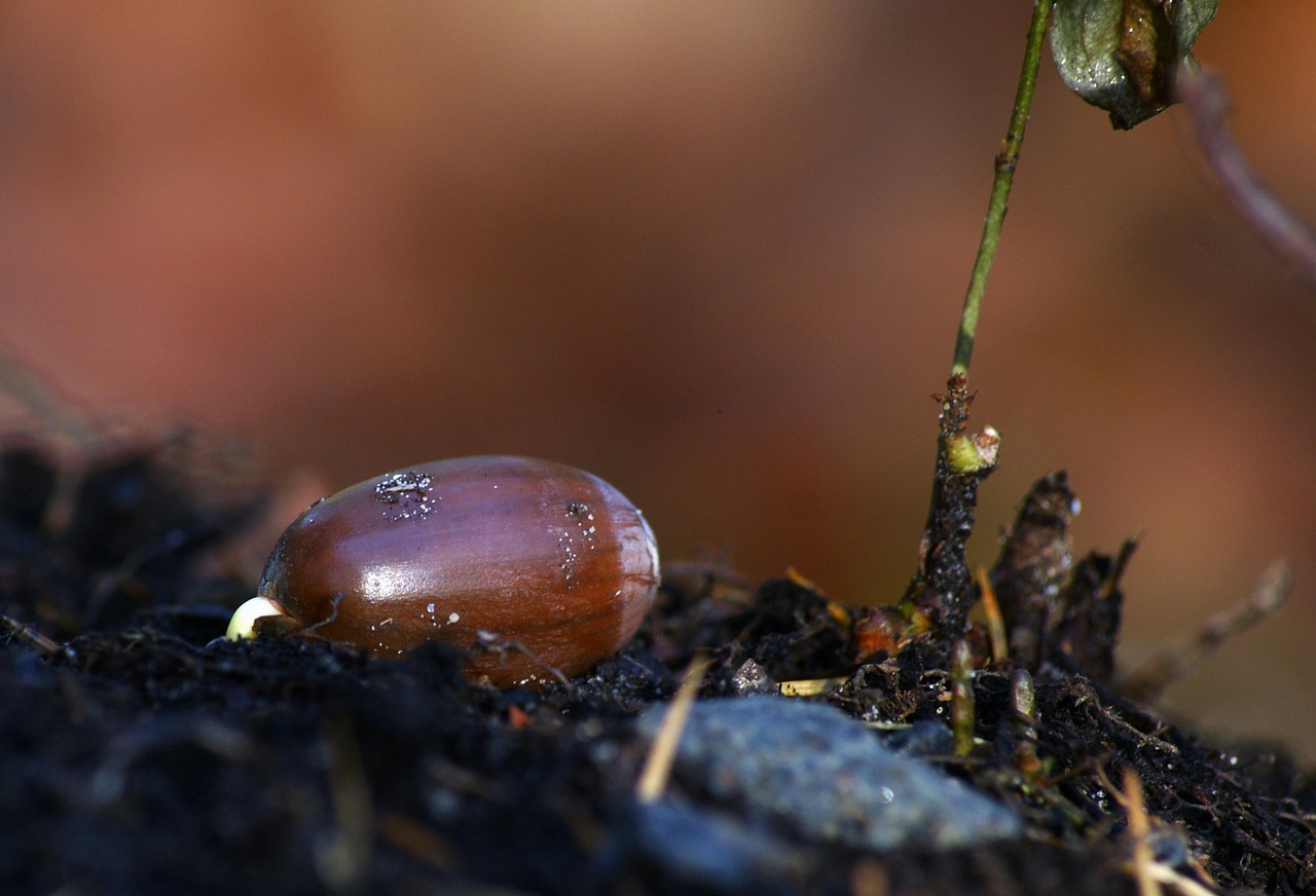 Macro shot of a single lentil seed beginning to sprout a small white root.