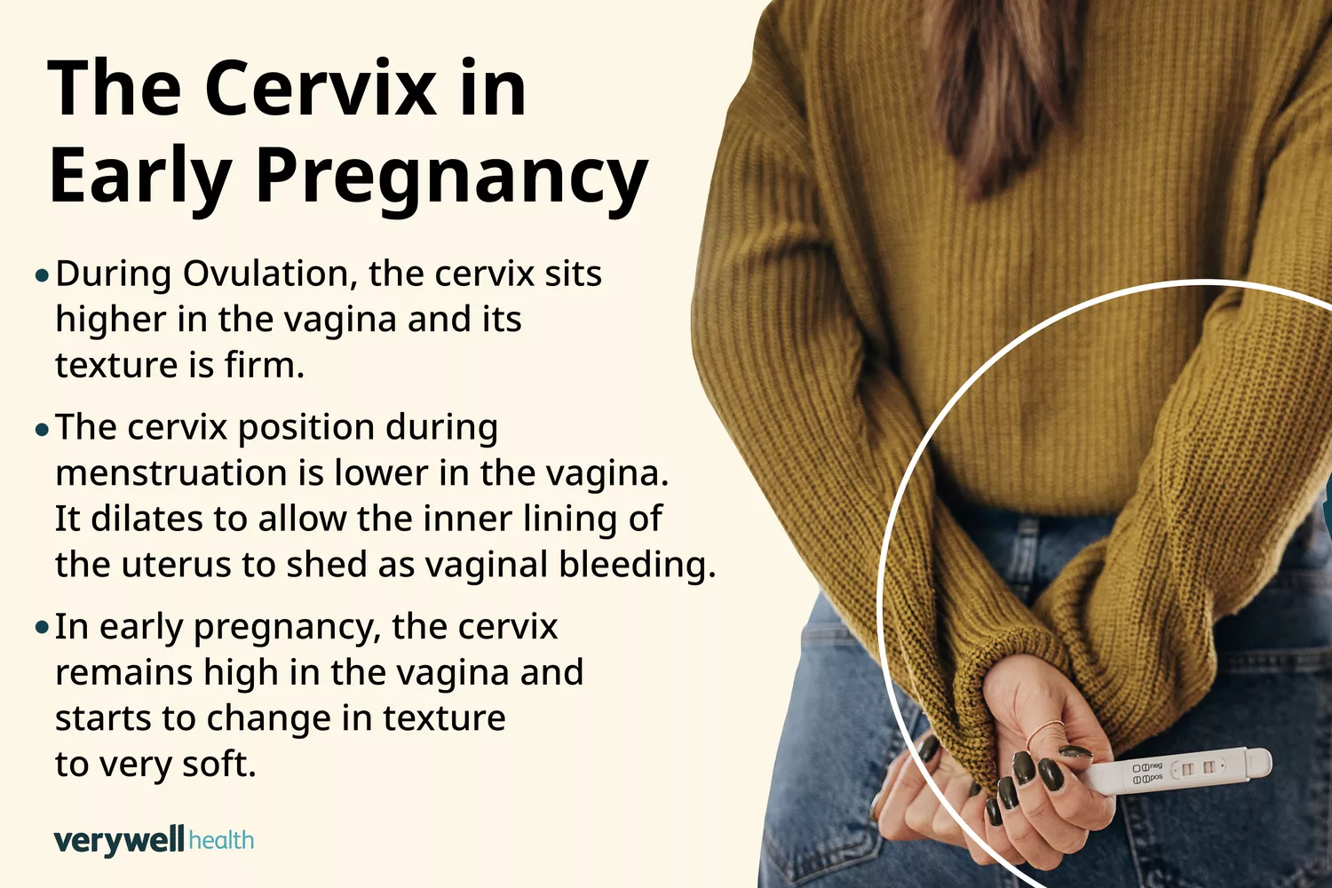 Anatomical photo composite highlighting the cervix and uterine neck during the first trimester.